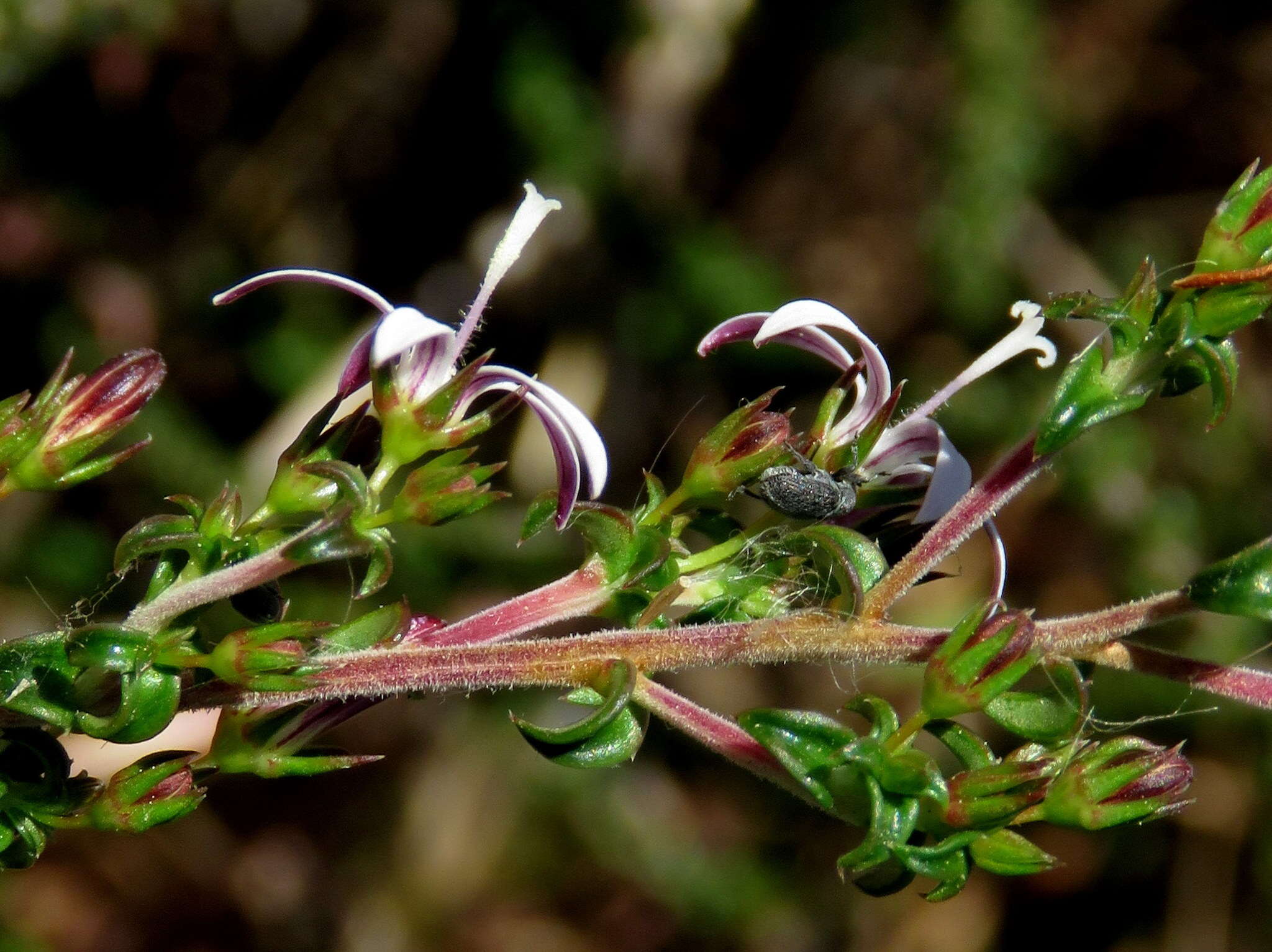 Image of Wahlenbergia tenella (L. fil.) Lammers