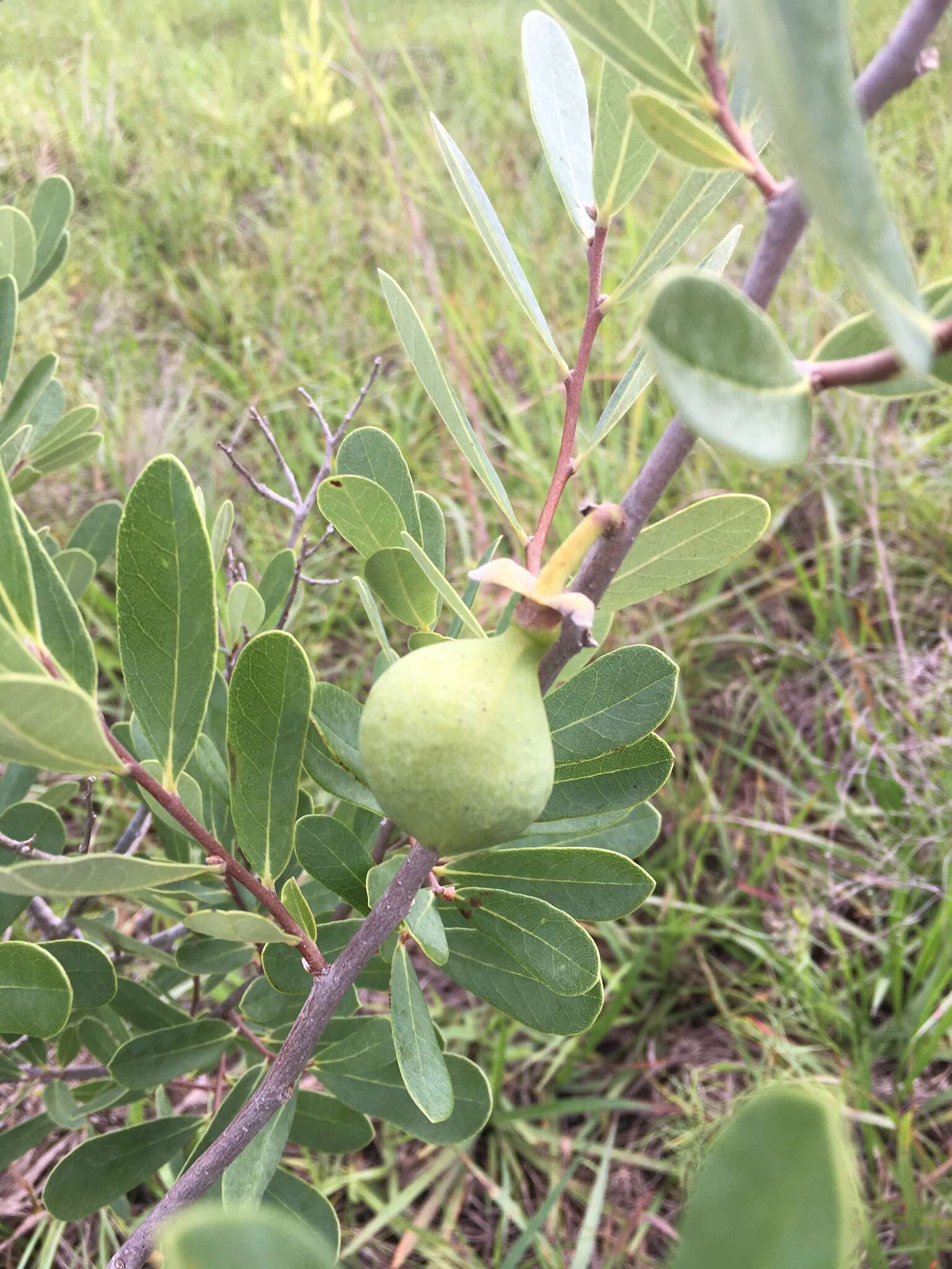 Plancia ëd Asimina reticulata Shuttlew. ex Chapm.