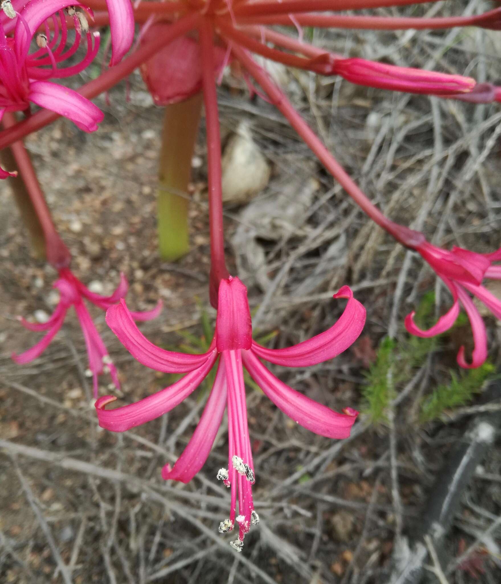 Image of Brunsvigia gregaria R. A. Dyer