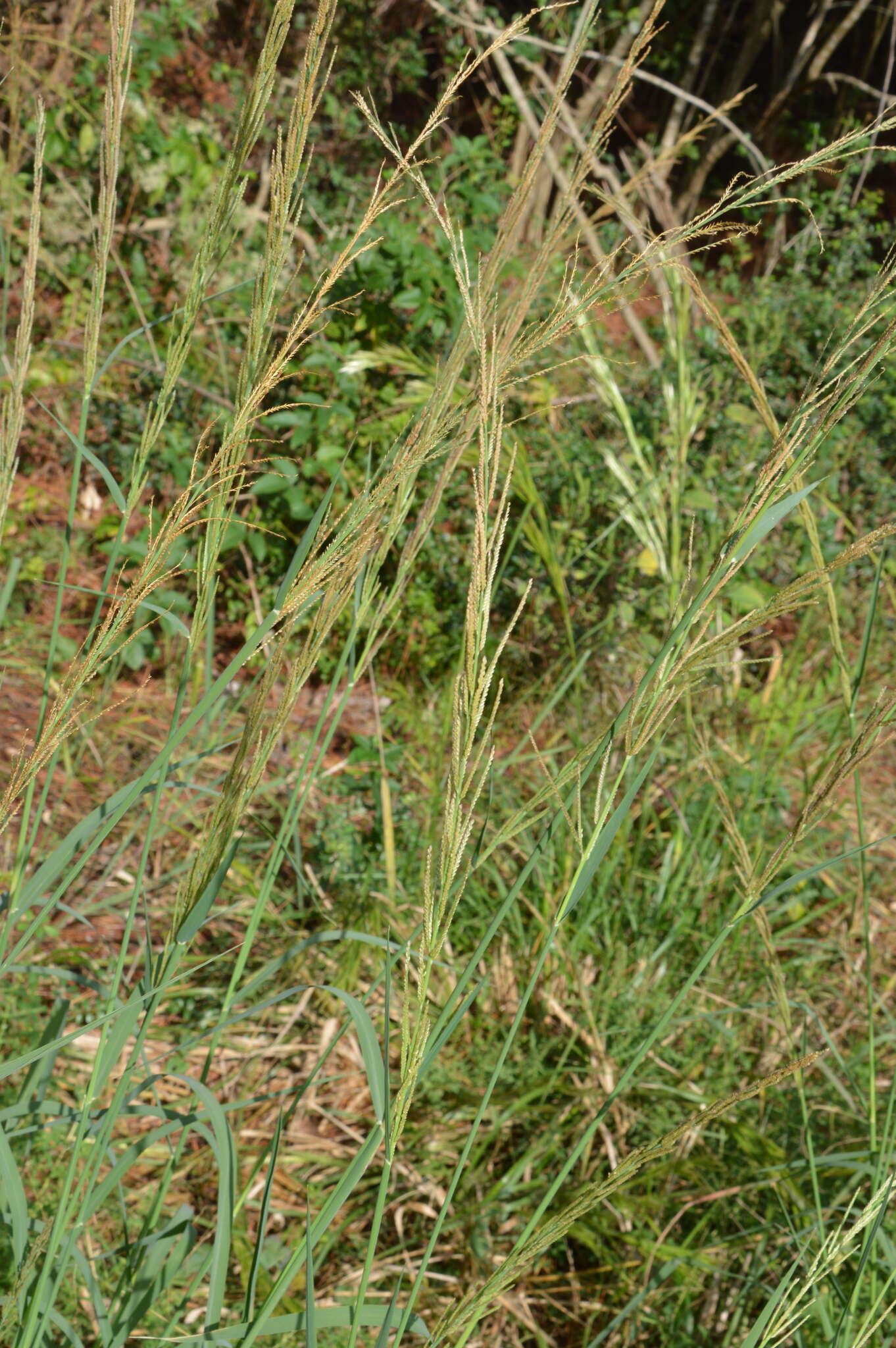 Image of Nealley's Viper Grass