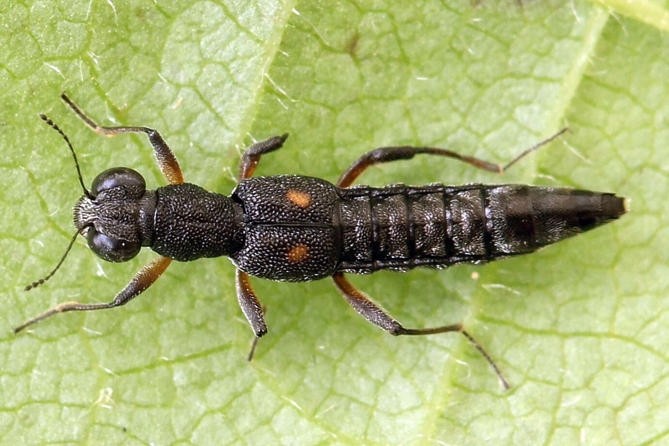 Stenus (Stenus) bimaculatus Gyllenhal 1810 resmi