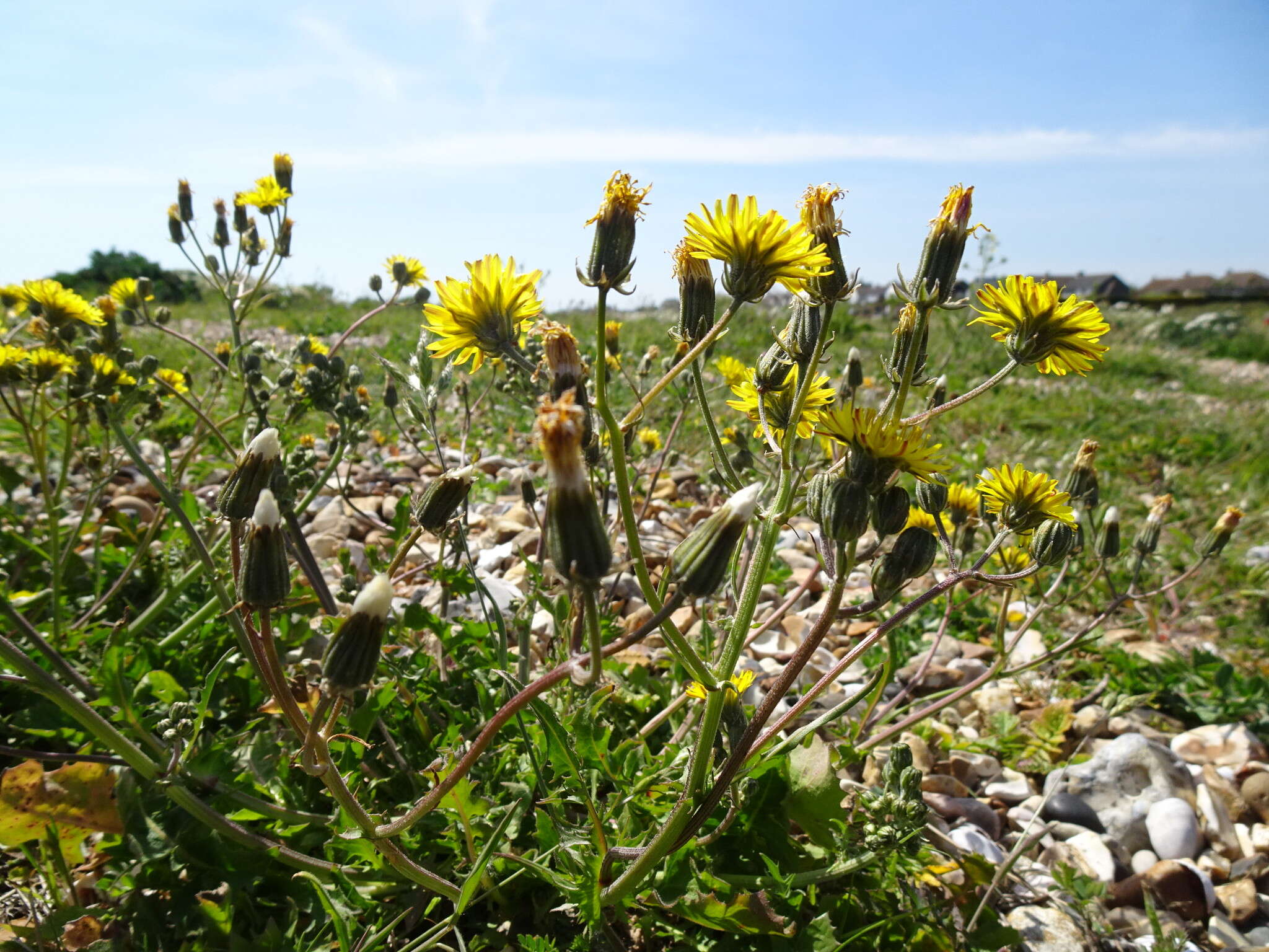 Image of beaked hawksbeard