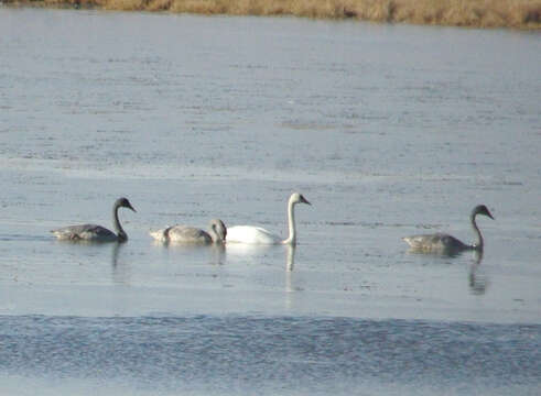 Image of Trumpeter Swan