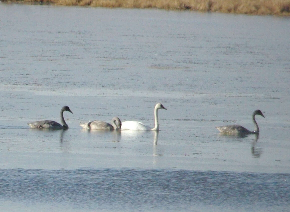 Image of Trumpeter Swan