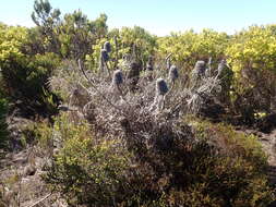 Imagem de Banksia victoriae Meissn.