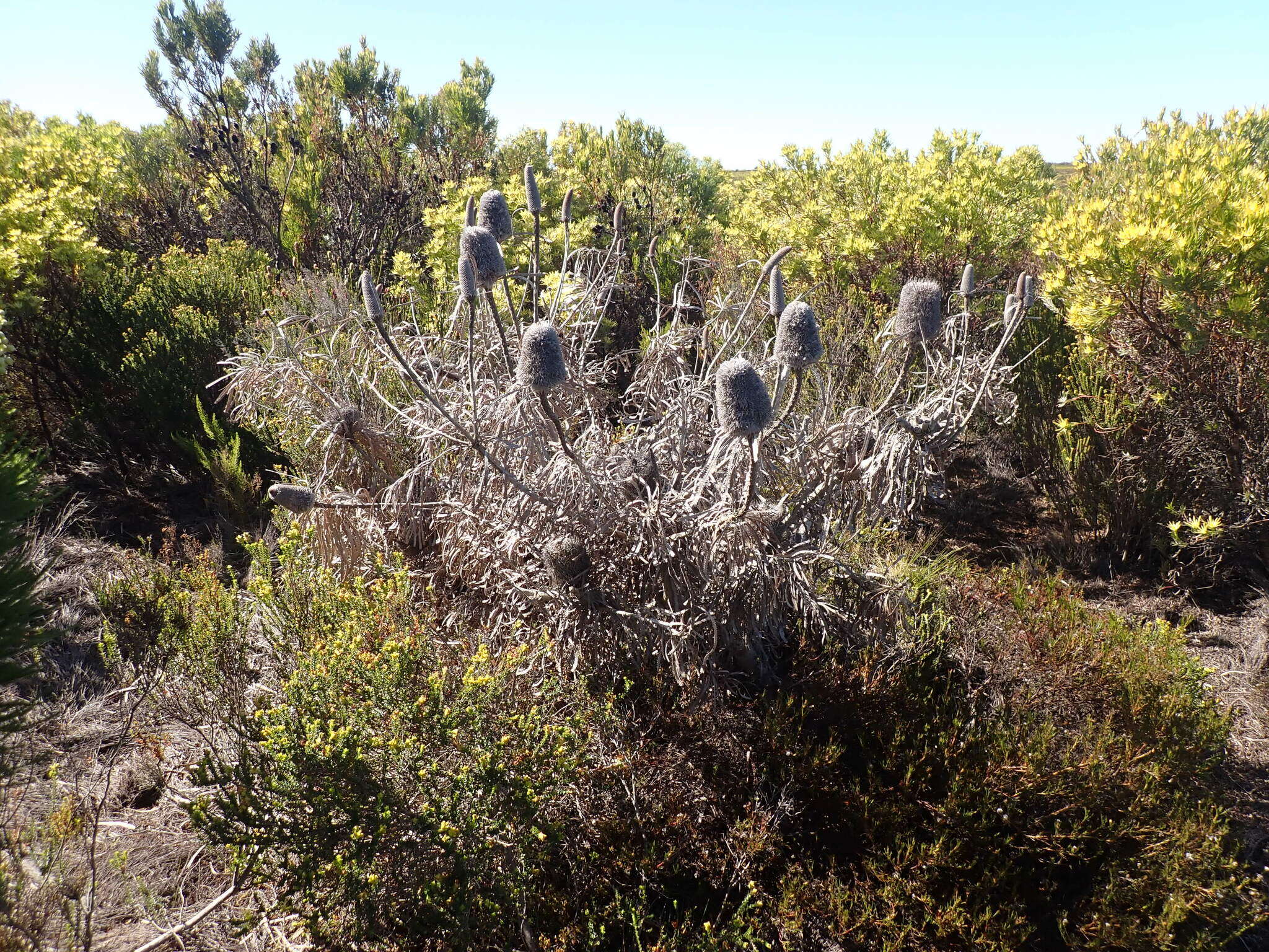 Image of Banksia victoriae Meissn.