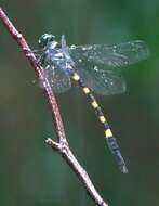 Image of Macrogomphus quadratus Selys 1878