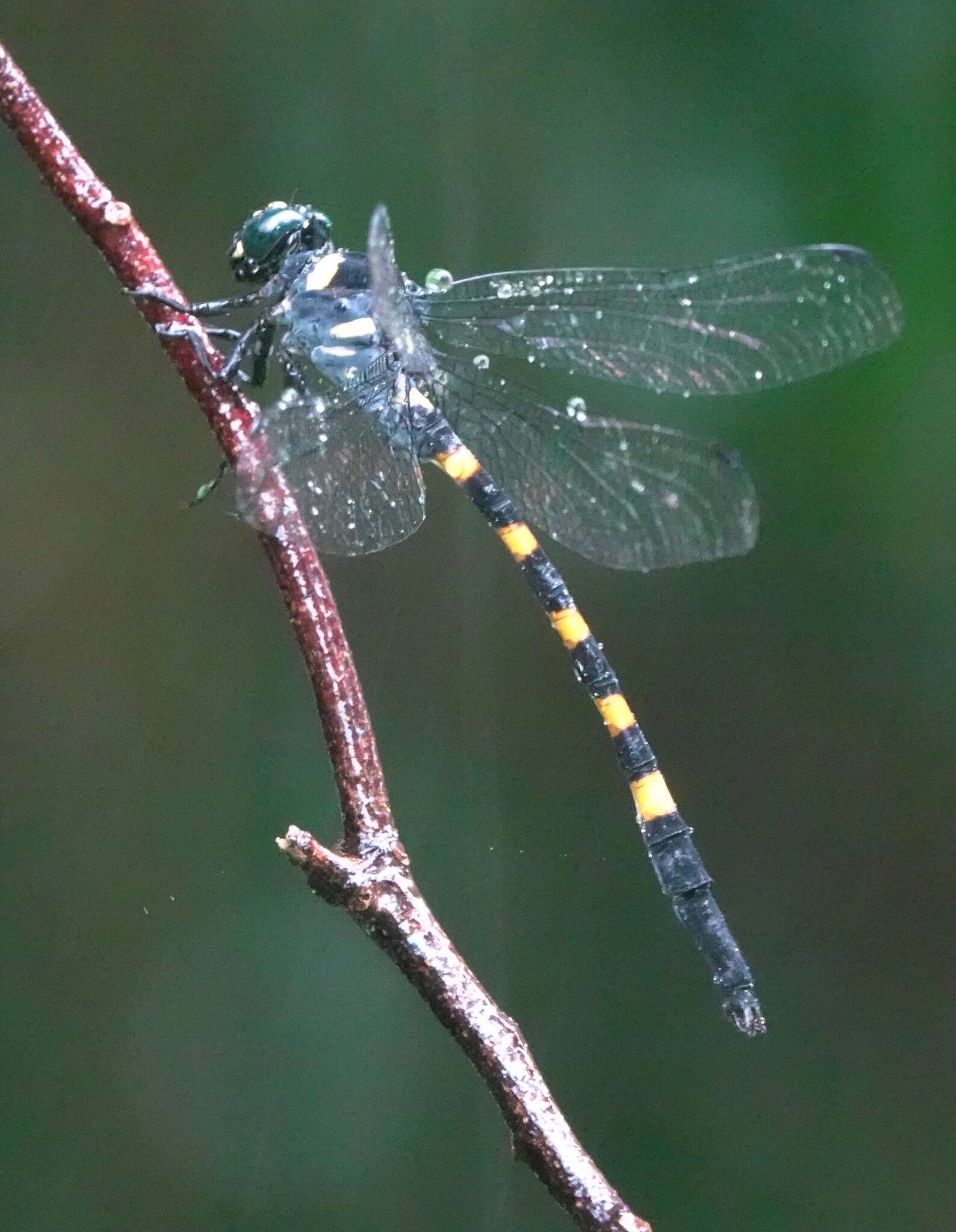 Imagem de Macrogomphus quadratus Selys 1878