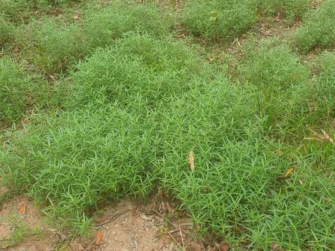 Imagem de Alternanthera denticulata R. Br.