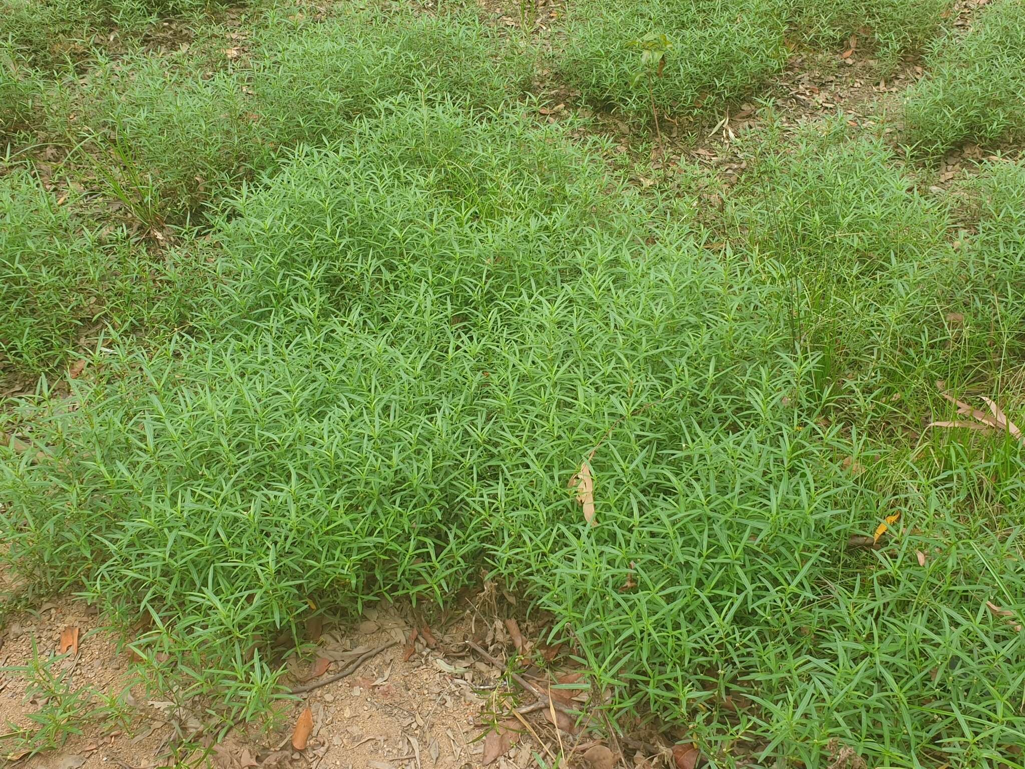 Image of Alternanthera denticulata R. Br.