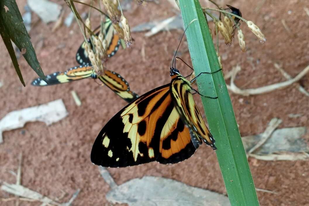 Imagem de Tithorea harmonia pseudethra Butler 1873