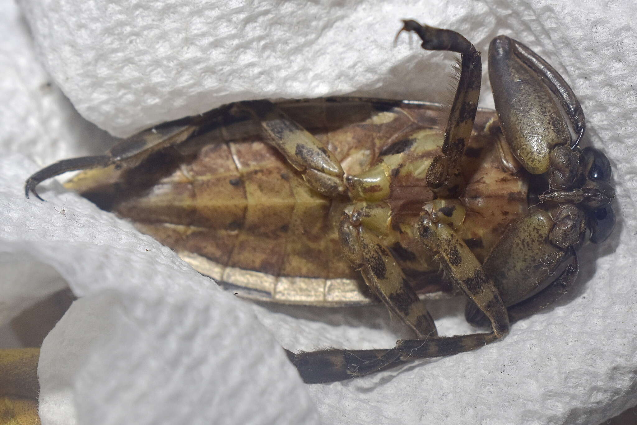 Image of Uhler's Water Bug