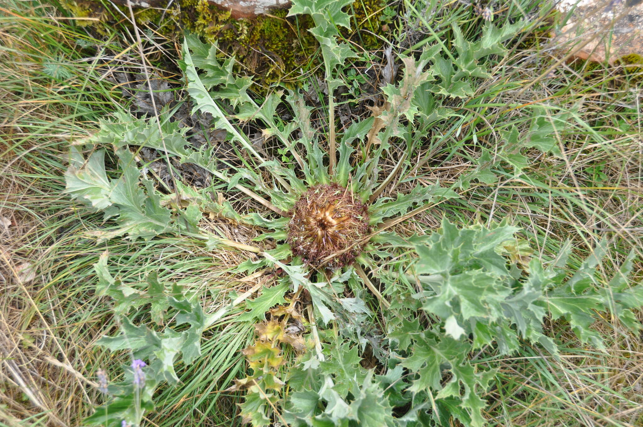 Image of Carlina acanthifolia All.