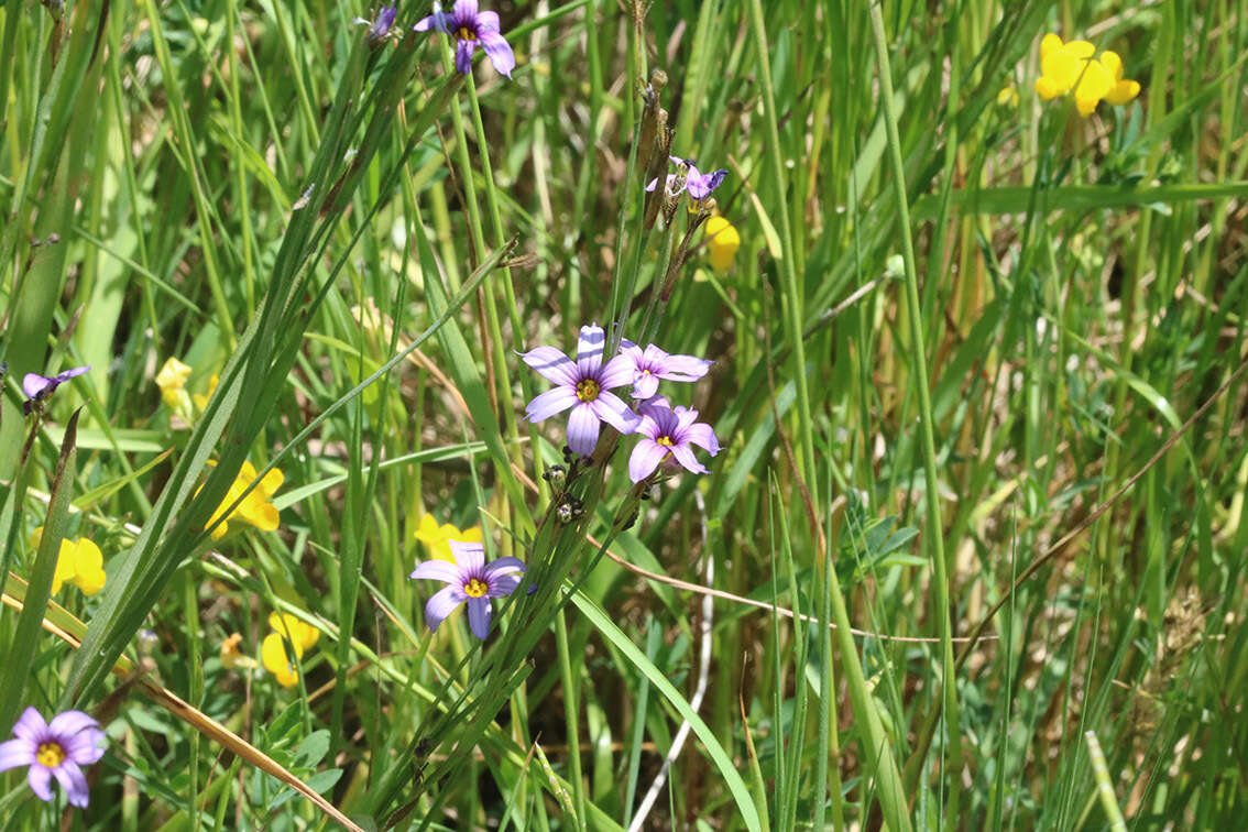 Image of Sisyrinchium platense I. M. Johnst.