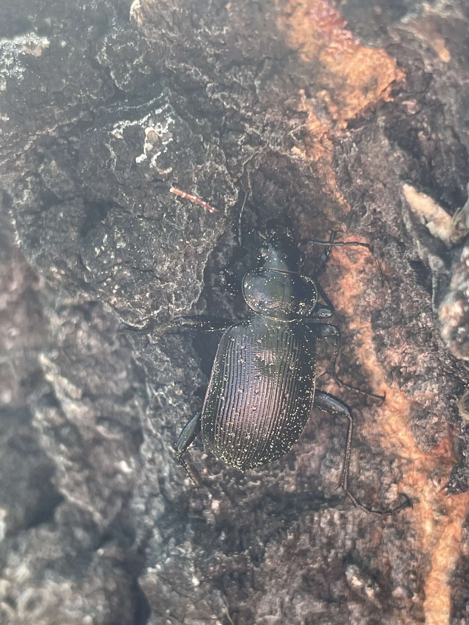 Слика од Calosoma (Calosoma) frigidum Kirby 1837