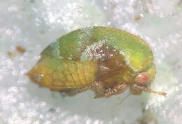 Image of Vanduzea segmentata Fowler