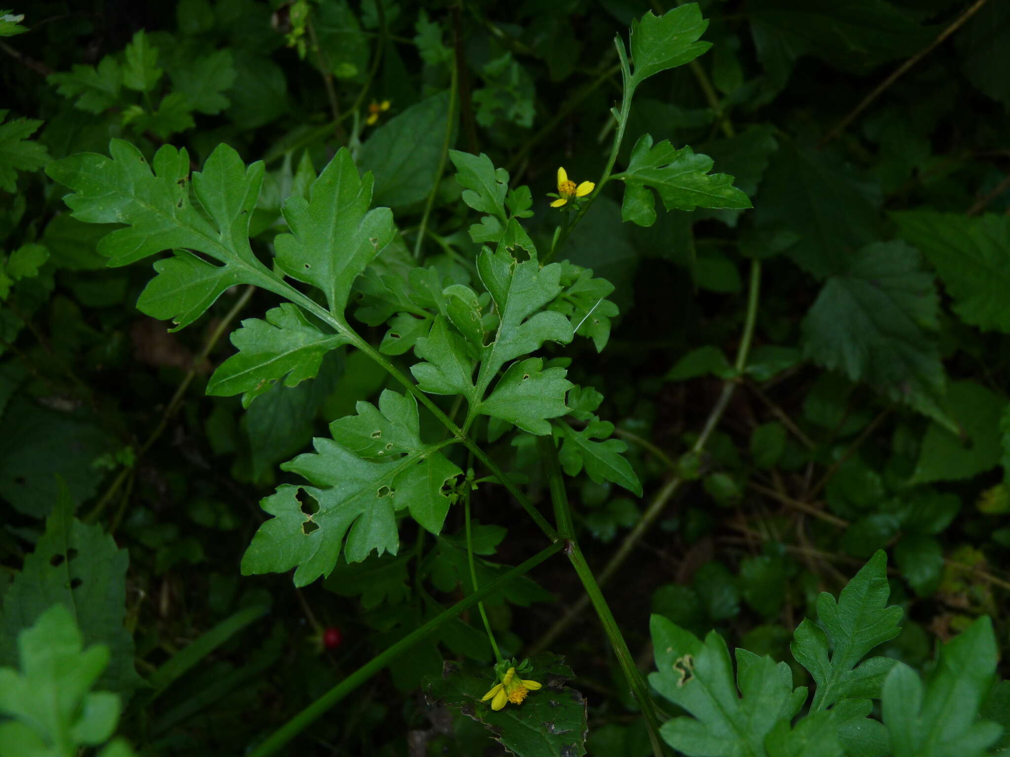 Image of Spanish needles