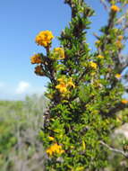 Image of saltwater bush