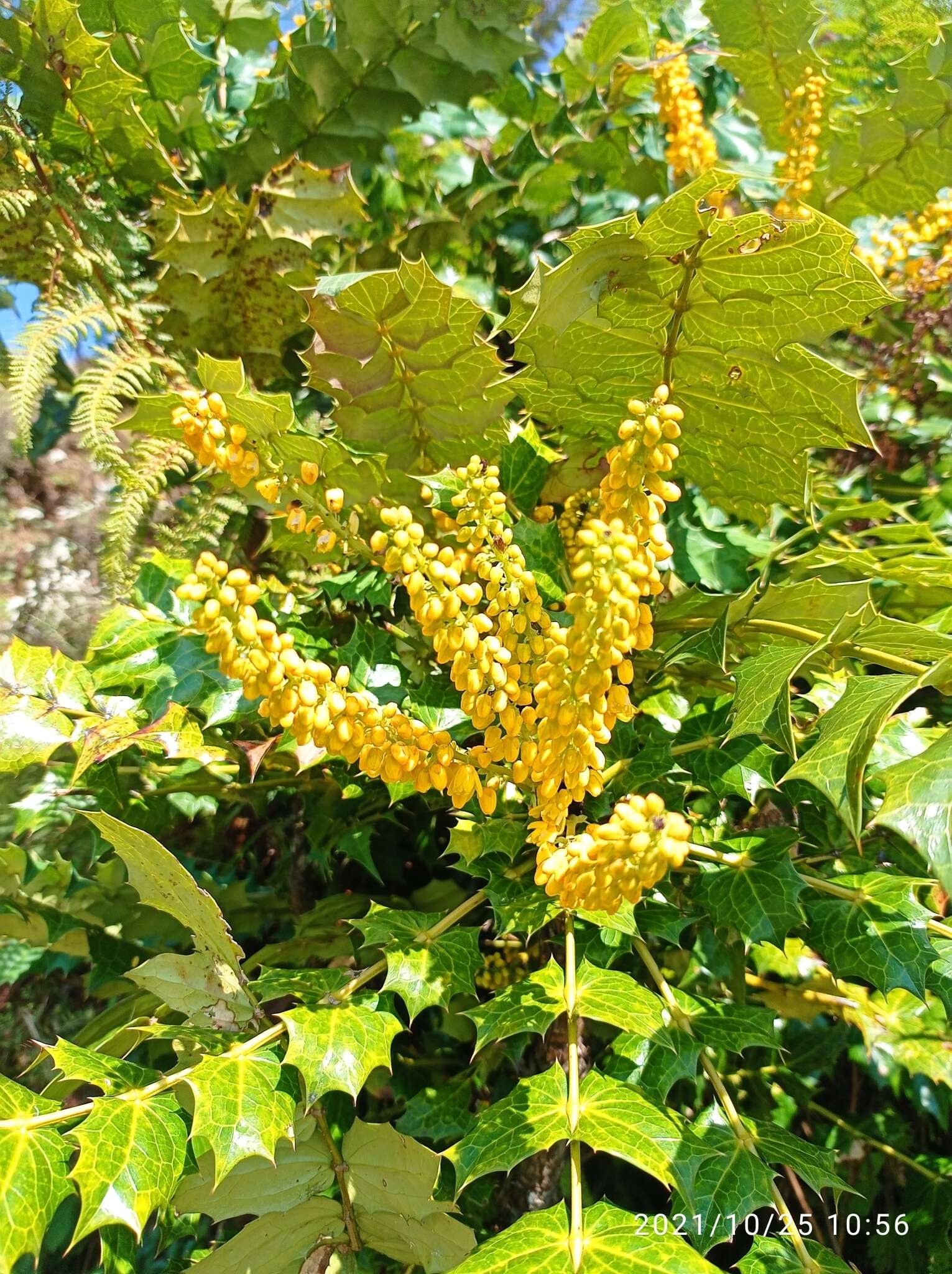 Image of Berberis napaulensis (DC.) Spreng.