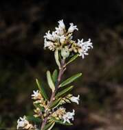 Image of Agiortia pedicellata (C. T. White) Quinn