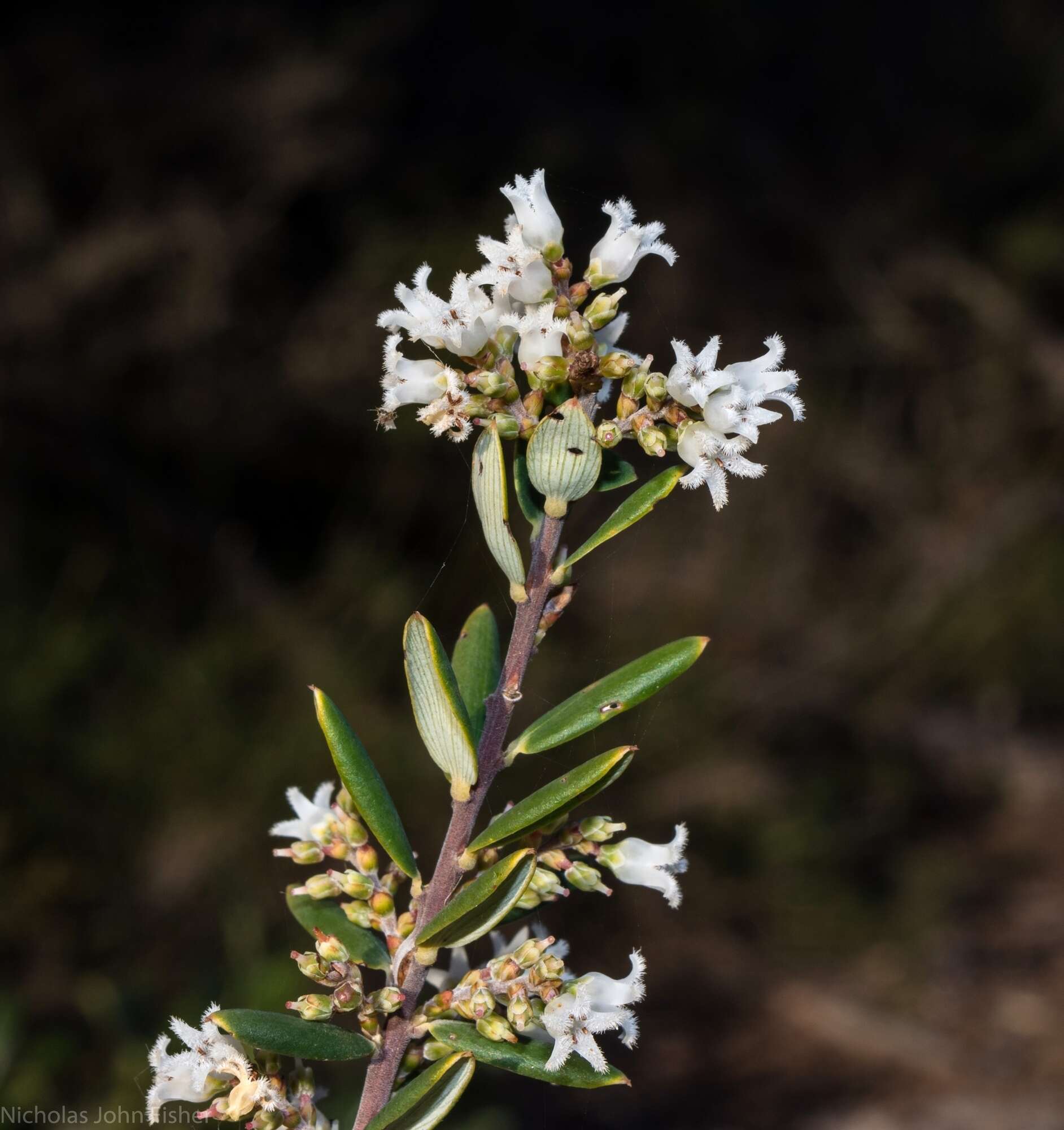 Image of Agiortia pedicellata (C. T. White) Quinn