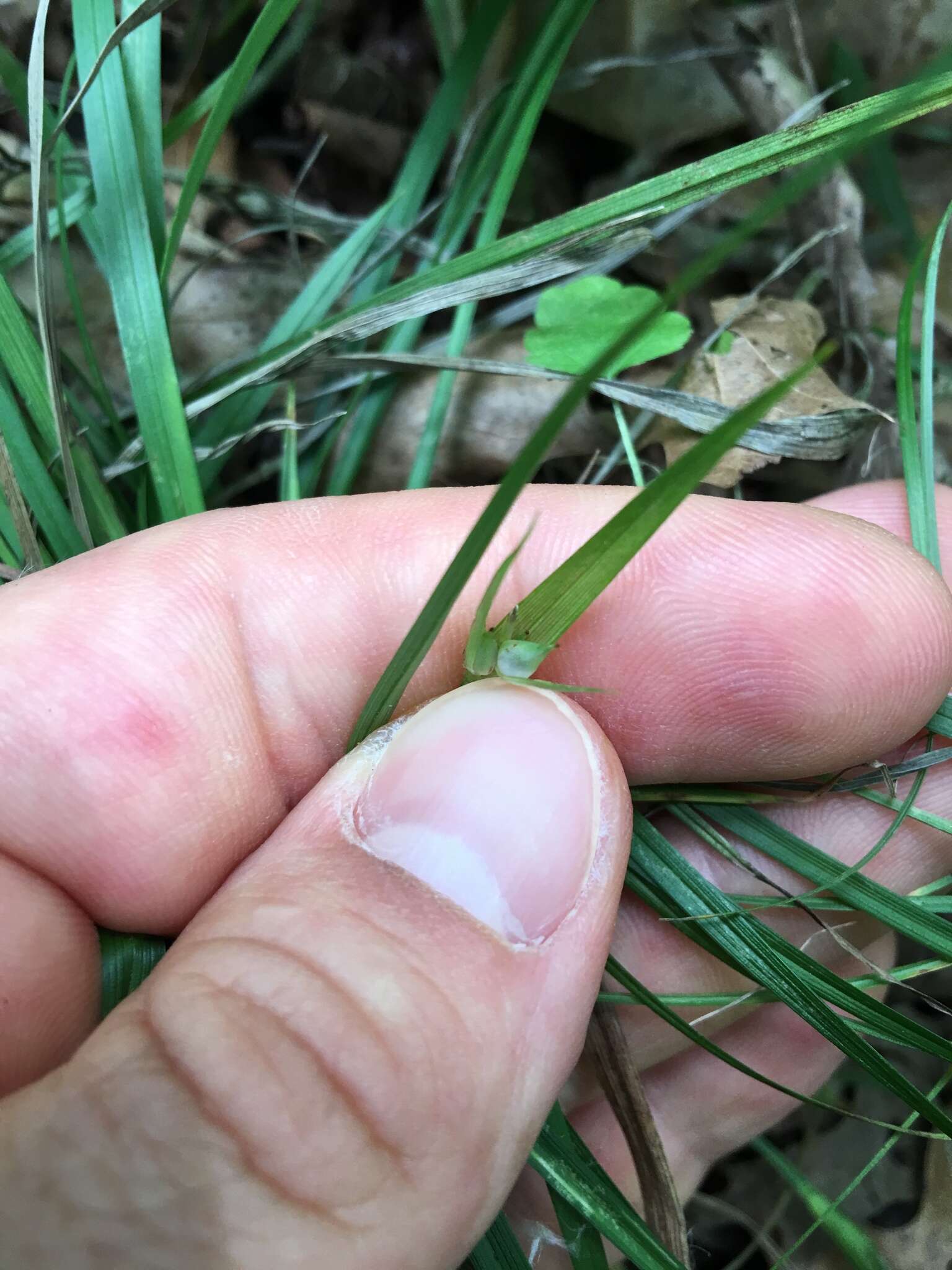 Image of Rocky Mountain sedge