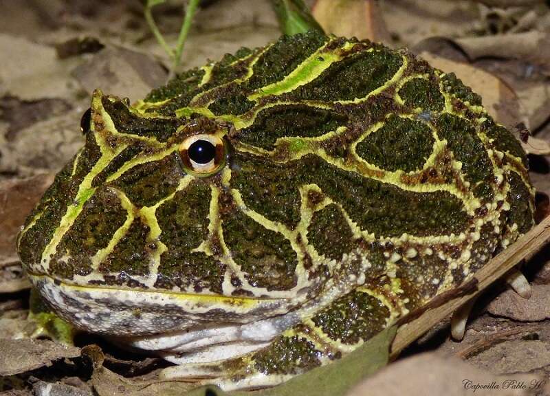 Image of Chacoan Horned Frog