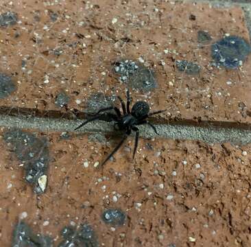 Image of Black house spider