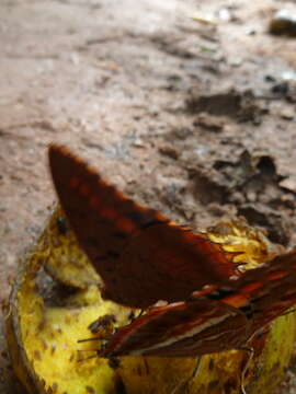 Image of Charaxes lucretius Cramer 1777