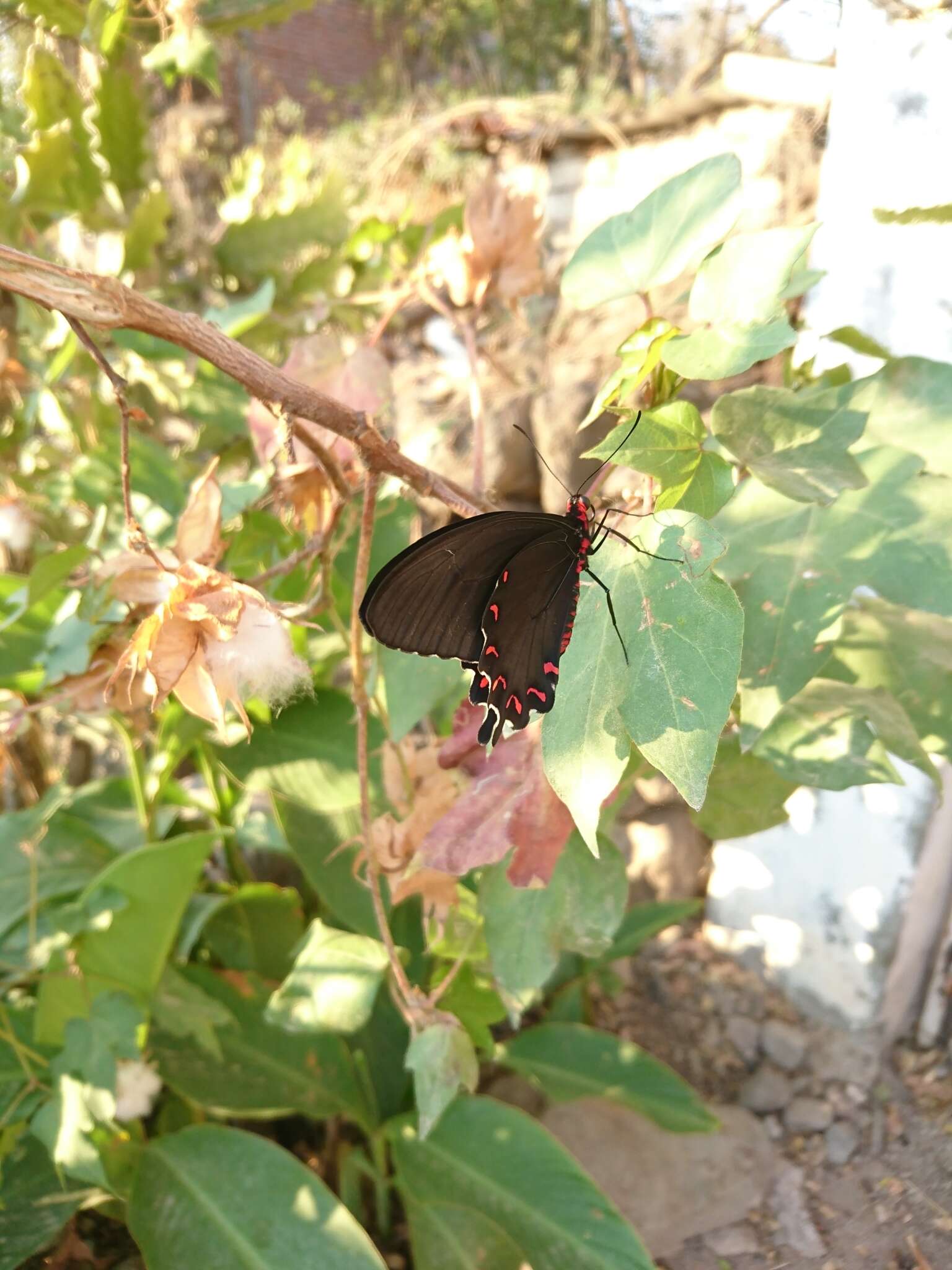 Image of Parides montezuma (Westwood 1842)