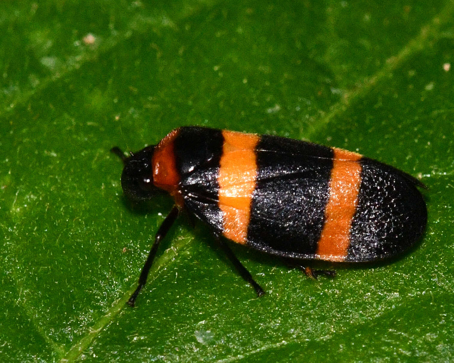 Image of Sphenorhina nigricephala Carvalho & Webb 2004