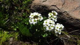 Image of Cardamine cordata Barnéoud