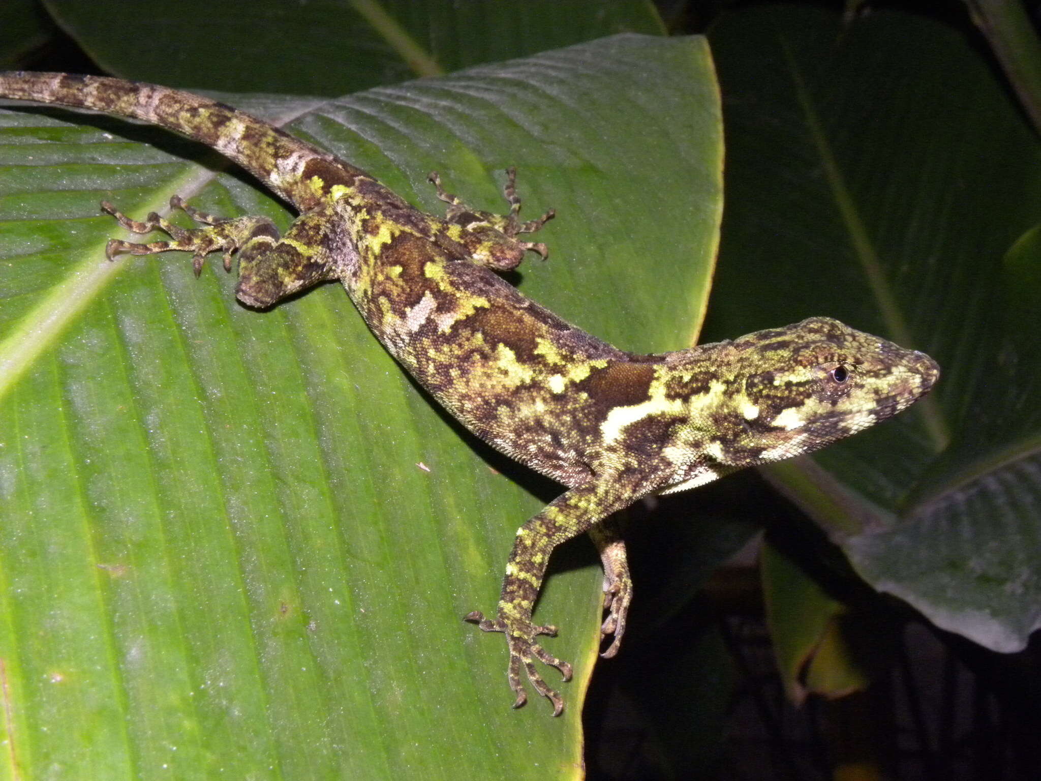 Image of Peters' anole