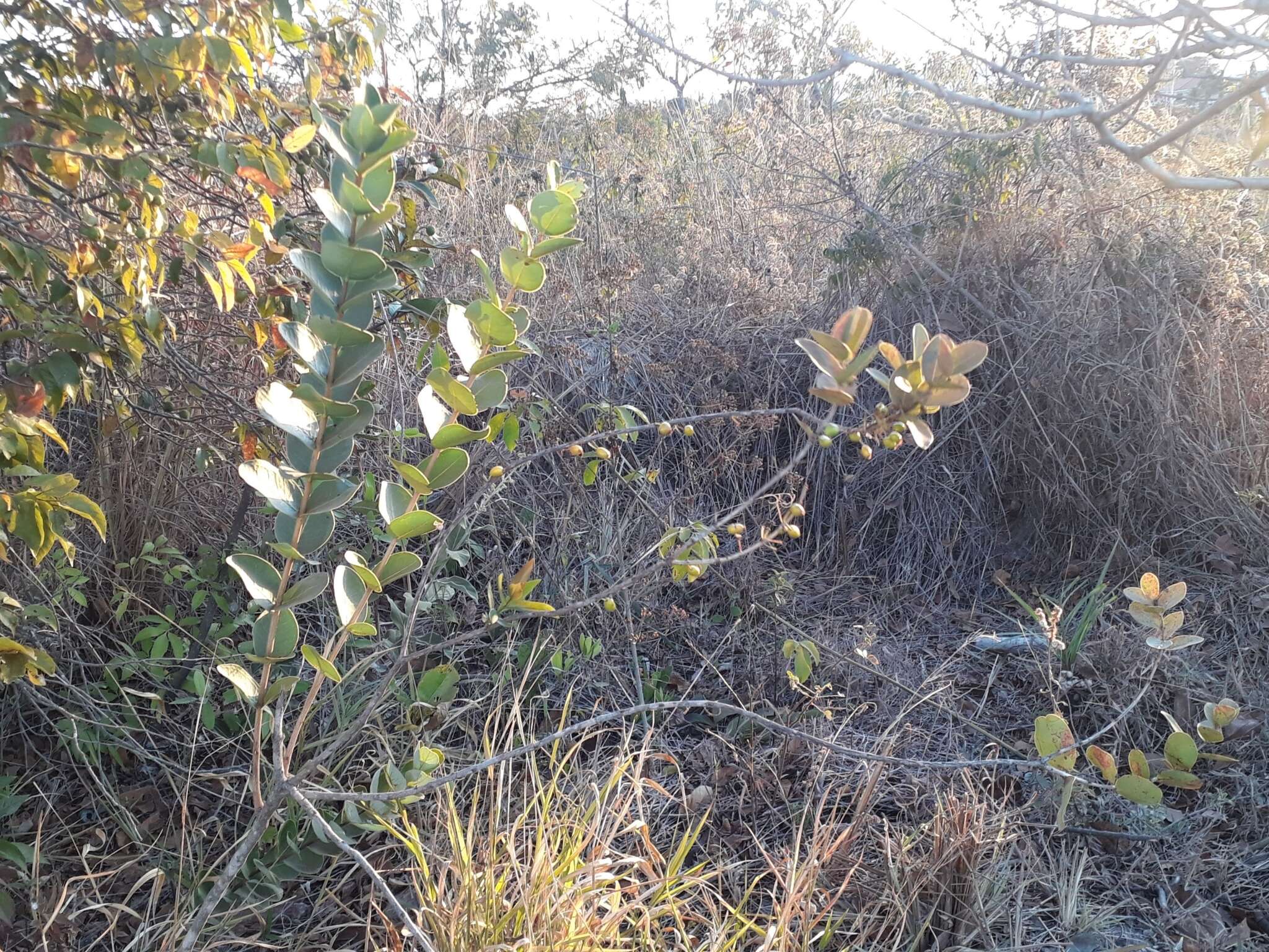 Image of Eugenia bimarginata DC.