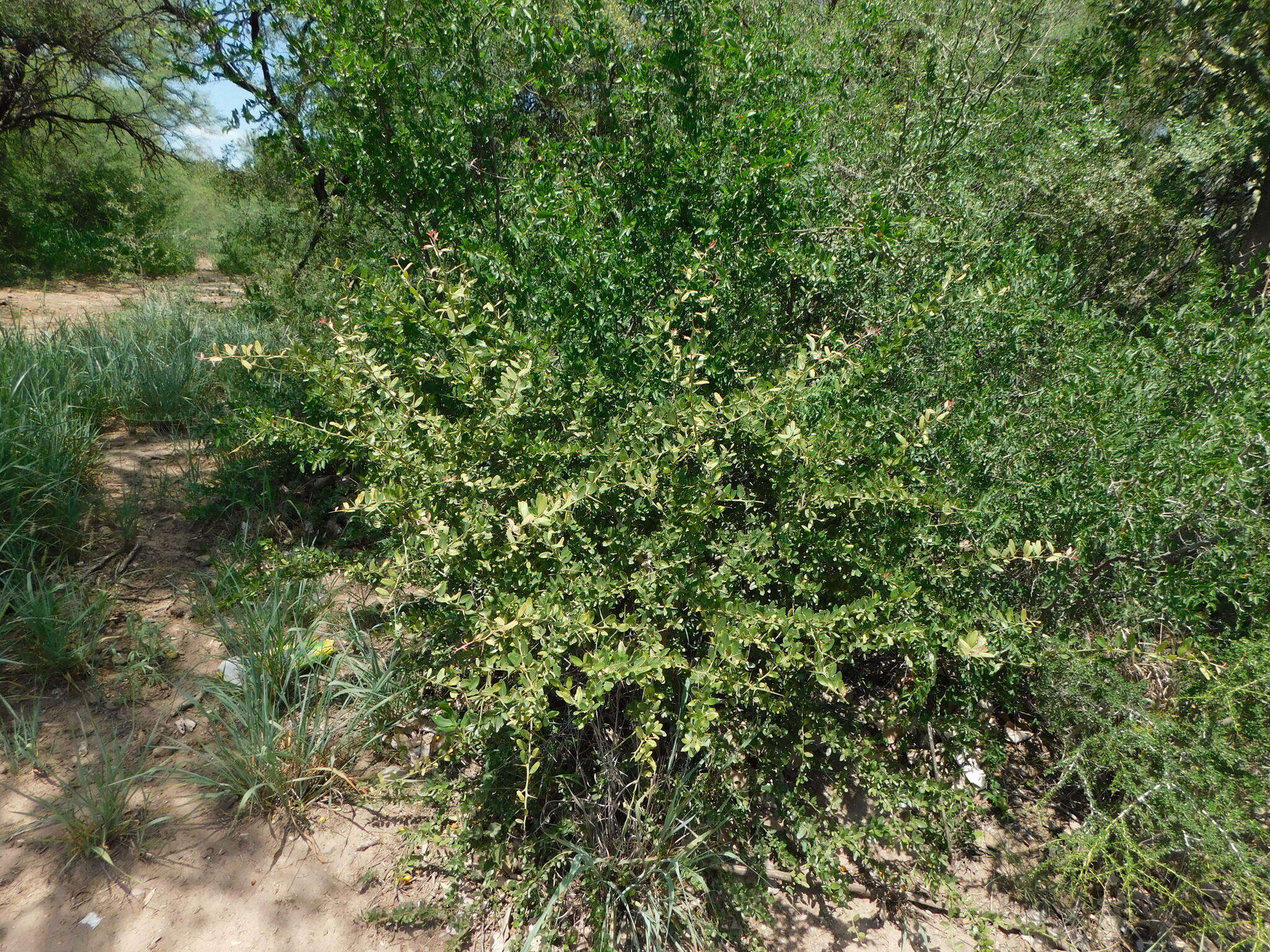 Image of Castela coccinea Griseb.