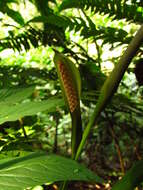 Asterostigma resmi