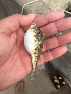 Image of Least Puffer