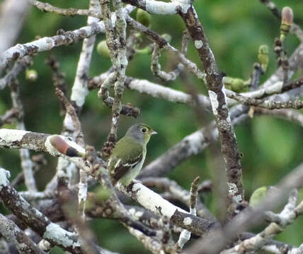 Piprites chloris (Temminck 1822)的圖片