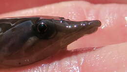 Image of New Zealand urchin clingfish