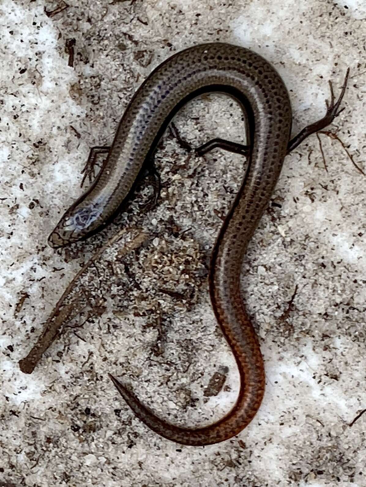 Image of South-western Orange-tailed Slider