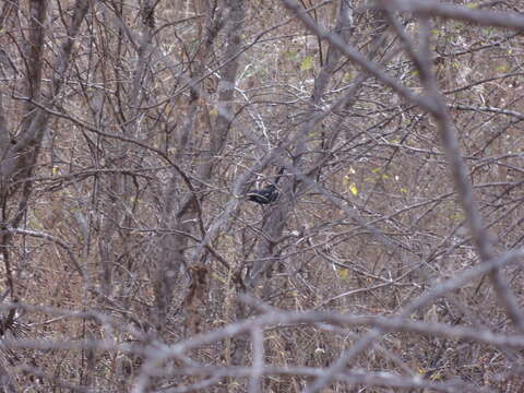 Image of Black-bellied Antwren