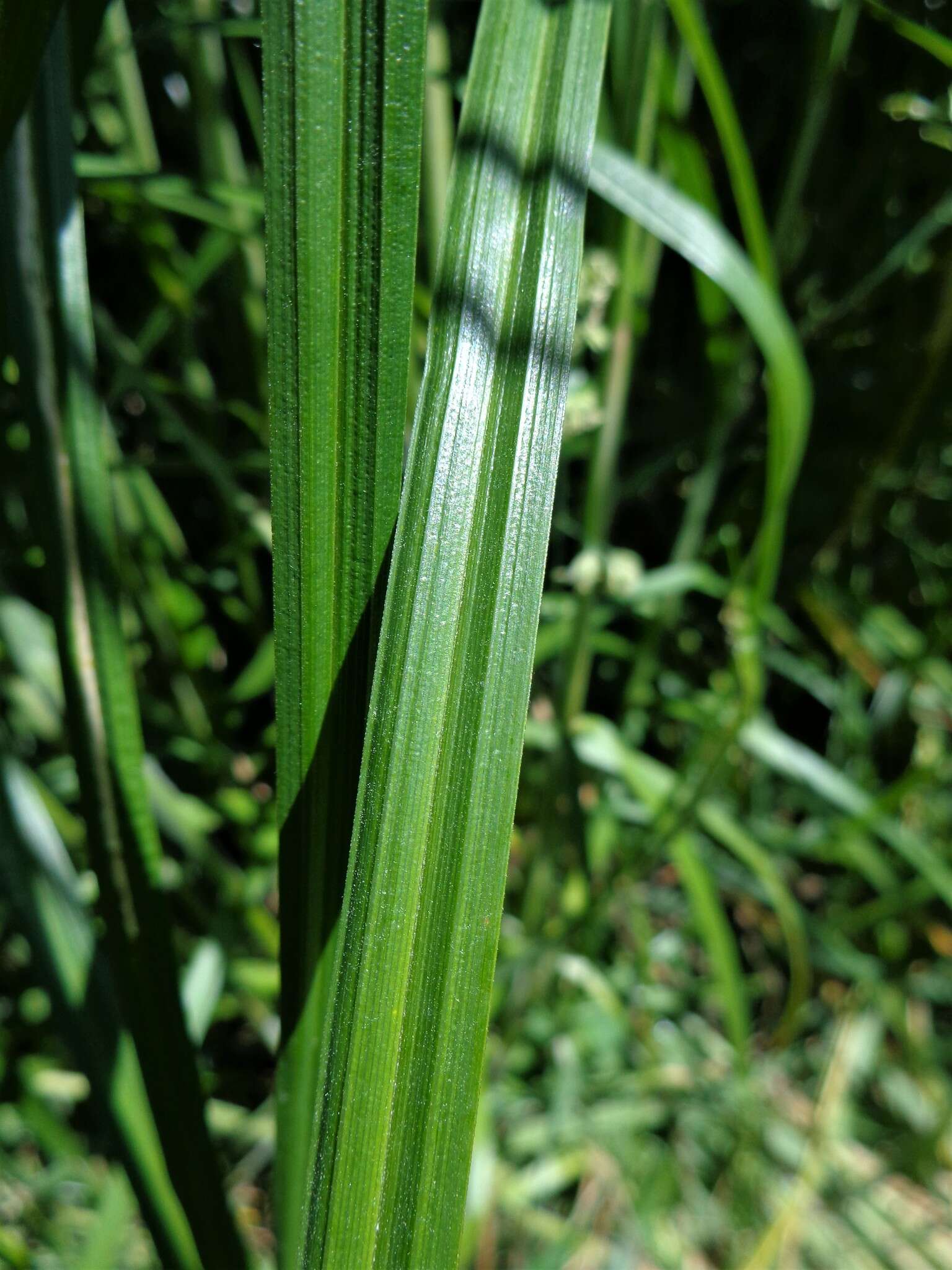 Imagem de Carex atherodes Spreng.