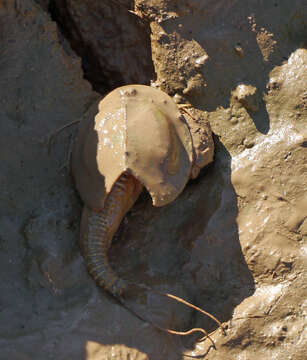 Image of Tadpole shrimp