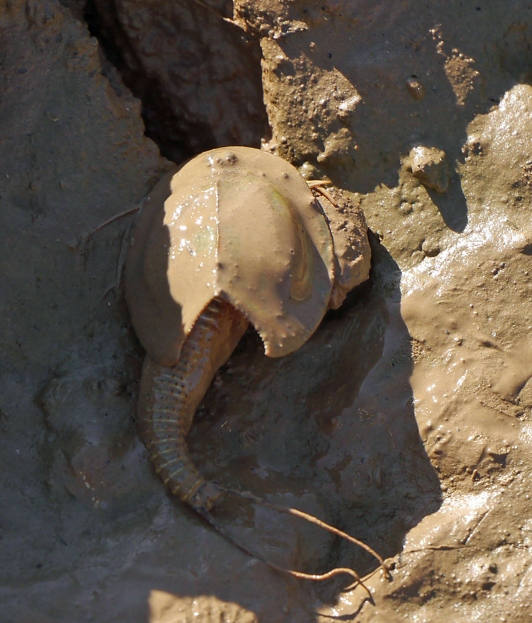 Sivun Triops cancriformis (Bosc 1801) kuva