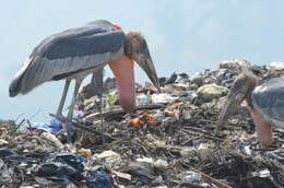 Image of Greater Adjutant