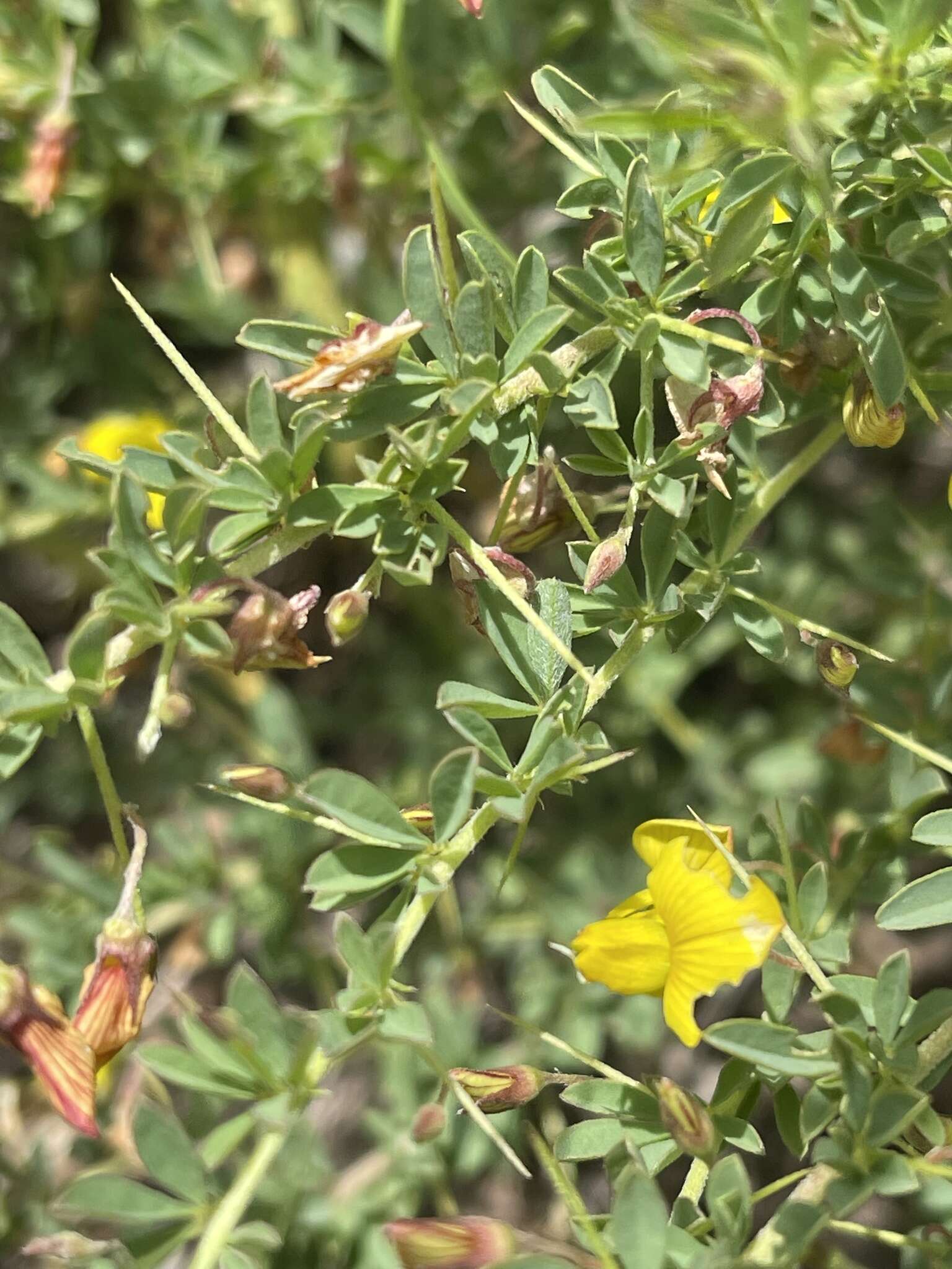 Image of Crotalaria eremicola Baker fil.