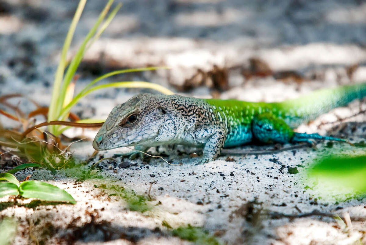 Image of Amazon Racerunner