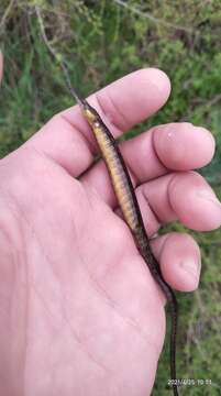 Image of Black-striped Pipefish