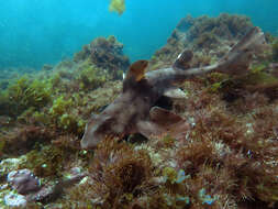 Image of Bullhead Shark