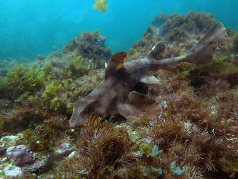 Image of Bullhead Shark